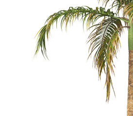 Tropical palm tree leaves isolated on transparent background. palm tree Leaves PNG. Barbel palm tree with a slender and feathery green fronds PNG. transparent palm tree PNG. Acanthophoenix rubra Plant