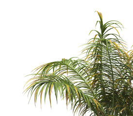 Tropical palm tree leaves isolated on transparent background. palm tree Leaves PNG. Barbel palm...