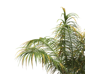 Tropical palm tree leaves isolated on transparent background. palm tree Leaves PNG. Barbel palm tree with a slender and feathery green fronds PNG. transparent palm tree PNG. Acanthophoenix rubra Plant