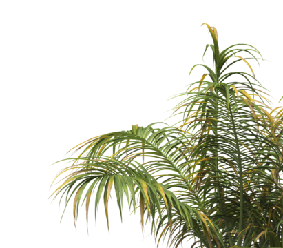 Tropical palm tree leaves isolated on transparent background. palm tree Leaves PNG. Barbel palm tree with a slender and feathery green fronds PNG. transparent palm tree PNG. Acanthophoenix rubra Plant