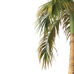 Fototapeta premium Tropical palm tree leaves isolated on transparent background. palm tree Leaves PNG. Barbel palm tree with a slender and feathery green fronds PNG. transparent palm tree PNG. Acanthophoenix rubra Plant