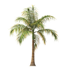 Tropical palm tree isolated on transparent background. single tall Barbel palm tree PNG with a slender, textured trunk and feathery green fronds. acanthophoenix rubra tree. palm tree leaves PNG.
