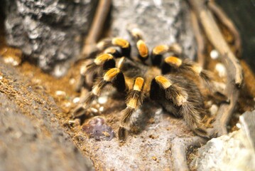 Close up of tarantula spider on the ground