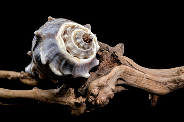 Melongena Shell on Driftwood black background
