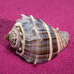 Melongena Shell on red sand background