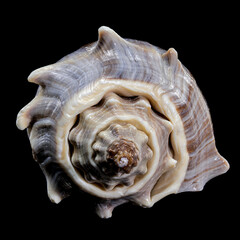 Melongena Shell on black background