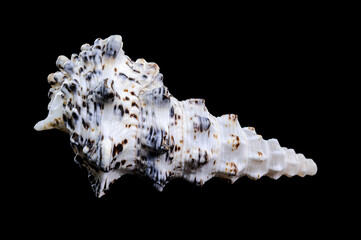 Cerithium nodulosum gastropod mollusk on black background