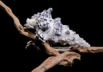 Cerithium Nodulosum Shell Display on driftwood