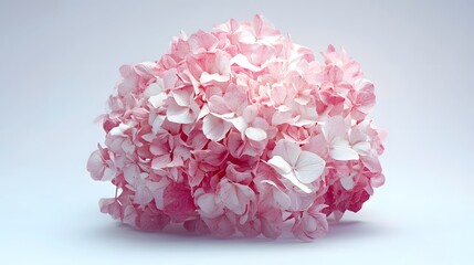 Delicate Pink Hydrangea Bloom Close Up Shot
