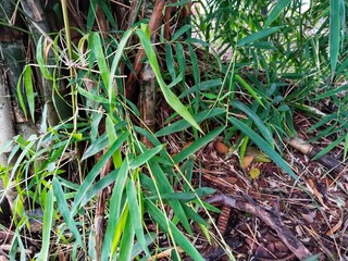 Bamboo plants are a group of evergreen plants in the true grass family Poaceae, subfamily Bambusoideae, and tribe Bambuseae.