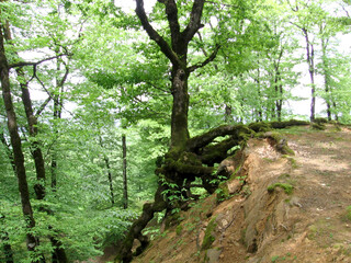 Beautiful natural view from the forest in summer. Azerbaijani forests.
