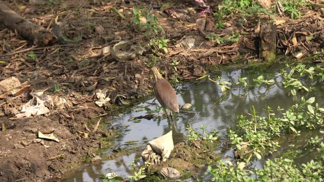 The Indian heron is a medium-sized, long-legged bird with a slender neck, sharp bill, and typically white or grey plumage, often found near water bodies.