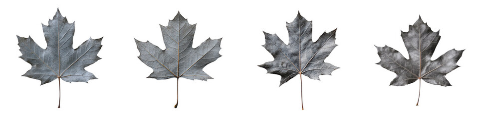 Naklejka premium Closeup of several gray toned maple leaves in an autumnal moody and minimalist composition The leaves have a weathered grungy texture and muted monochrome color palette
