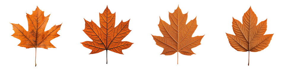 Obraz premium Beautiful Vibrant Maple Leaves in Autumn Foliage Natural Background Colorful Seasonal Nature and Design Element