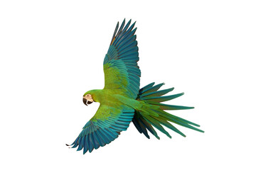 Chest Gold Macaw parrot flying isolated on transparent background png file
