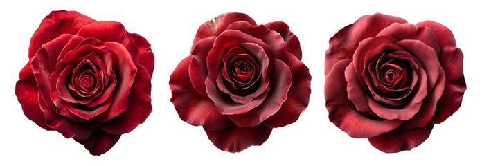 Beautiful red roses isolated on transparent background display