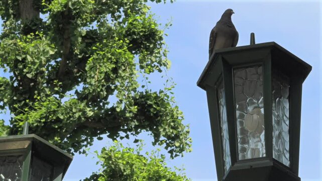 街灯の上に泊まる鳩