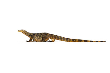Asian water monitor isolate