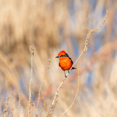 Vermillon Flycatcher