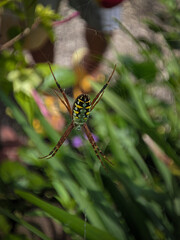 Spider