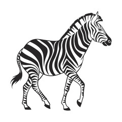 Obraz premium Black and white zebra illustration