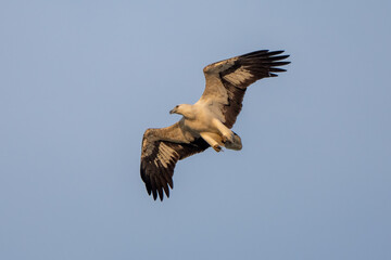 The White-bellied Fish-Eagle  hunt the fish in nature of Thailand