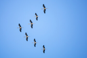 Grope of Asian openbill fly above the rain forest, Thailand