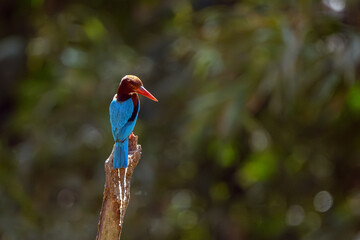 White Throated Rockthrush stand in the rain forest