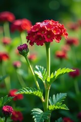 Yarrow plant in garden with flowers and foliage, leaves, flower closeup