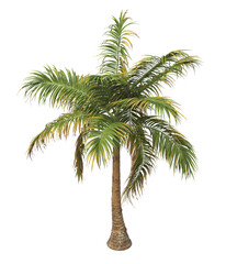 Tropical palm tree isolated on transparent background. single tall Barbel palm tree PNG with a slender, textured trunk and feathery green fronds. acanthophoenix rubra tree. palm tree leaves PNG.