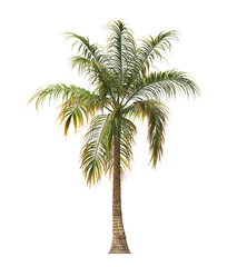 Tropical palm tree isolated on transparent background. single tall Barbel palm tree PNG with a slender, textured trunk and feathery green fronds. acanthophoenix rubra tree. palm tree leaves PNG.