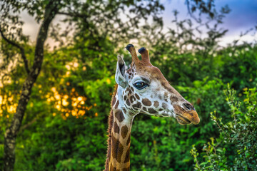 2025-01-04 CLOSE UP OF A GIRAFFE FACING RIGHT IN THE FRAME WITH NICE BRIGHT MARKINGS AND EYES WITH A BLURRED BACKGROUND IN KAREN KENYA