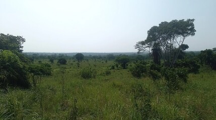 African savanna landscape, hazy sky, grasslands, trees, wildlife habitat, conservation
