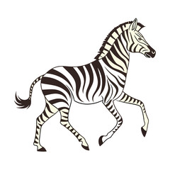 Fototapeta premium Black and white zebra illustration