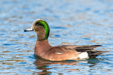 American Wigeon