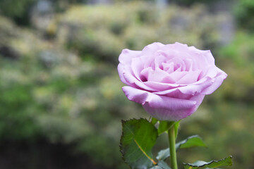 紫のばら