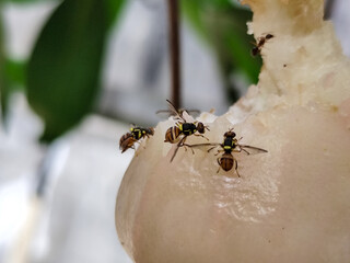 Water apple eaten by insects. Insects are eating the juice of the water apple.