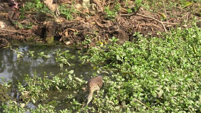 The Indian heron is a medium-sized, long-legged bird with a slender neck, sharp bill, and typically white or grey plumage, often found near water bodies.