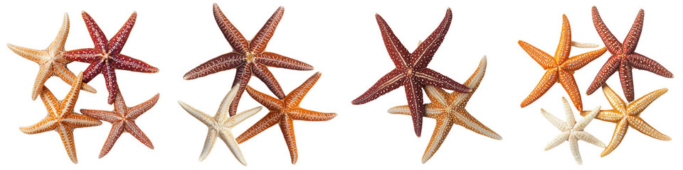 Stunning array of various sizes and types of vibrant colorful starfish captured in their natural underwater habitat showcasing the diversity and beauty of marine life in a tropical ocean ecosystem
