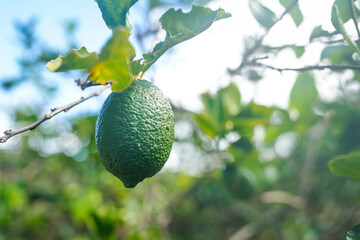 Green lemon hanging on branch in organic orchard