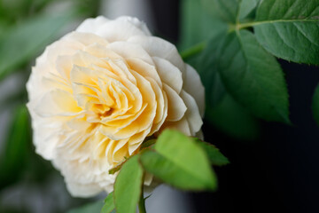 Yellow beautiful blooming rose in garden. Selective focus.