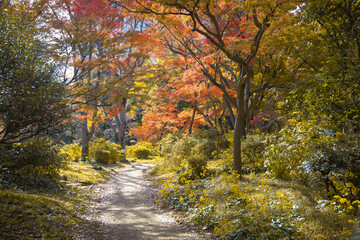 Naklejka premium A yellow gingko tree and red maple tree at Hibiya park in Tokyo