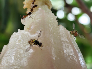 Water apple eaten by insects. Insects are eating the juice of the water apple.