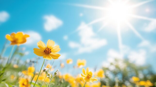 Bright yellow wildflowers dot a sunny spring meadow, basking in warm sunlight with a clear blue sky above, creating a cheerful atmosphere