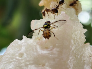 Water apple eaten by insects. Insects are eating the juice of the water apple.