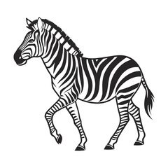 Obraz premium Black and white zebra illustration