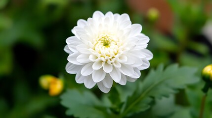 Close up of a single white dahlia flower.