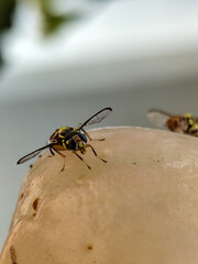 Water apple eaten by insects. Insects are eating the juice of the water apple.