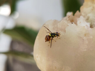 Water apple eaten by insects. Insects are eating the juice of the water apple.