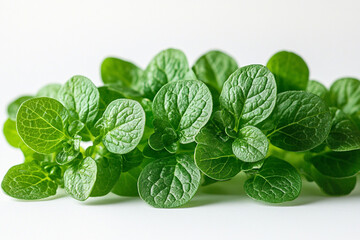Fototapeta premium Fresh Green Leaves of a Lush Herb Plant